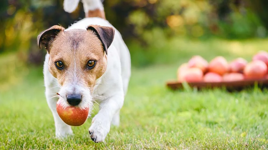 Can Dogs Have Apples?