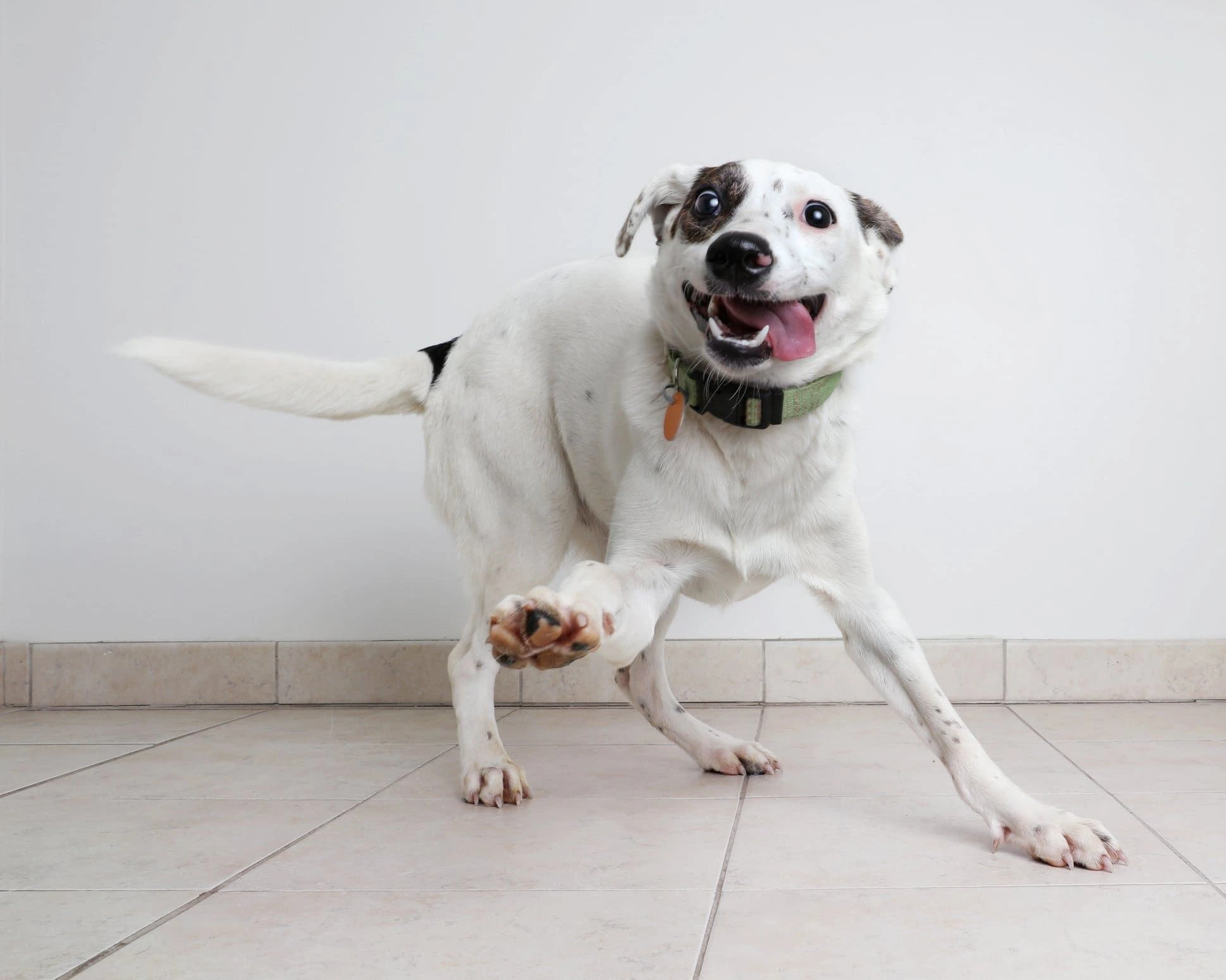 Can Dogs Have Autism?