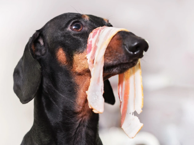 Can Dogs Have Bacon?