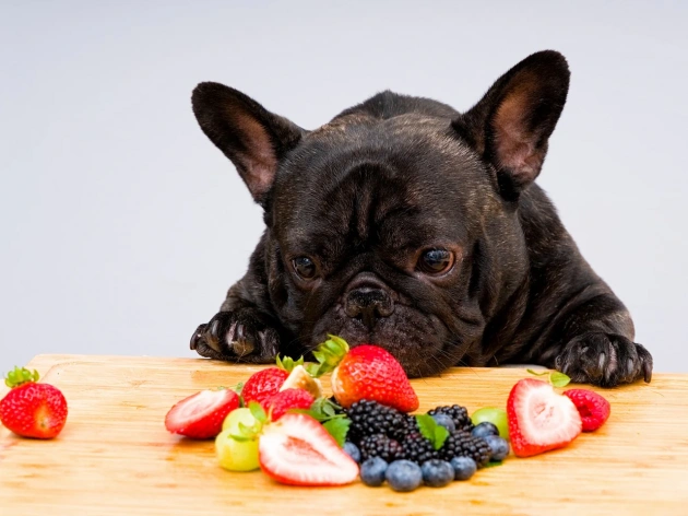 Can Dogs Have Blackberries?