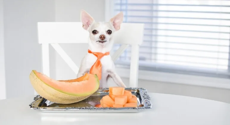 Can Dogs Have Cantaloupe?