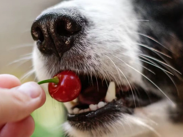 Can Dogs Have Cherries?