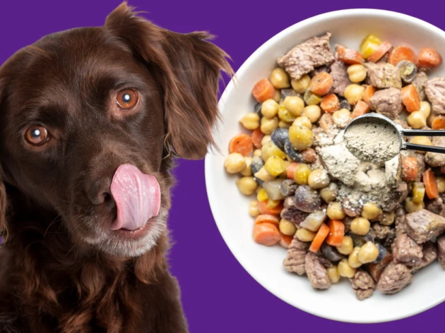 Can Dogs Have Chickpeas?