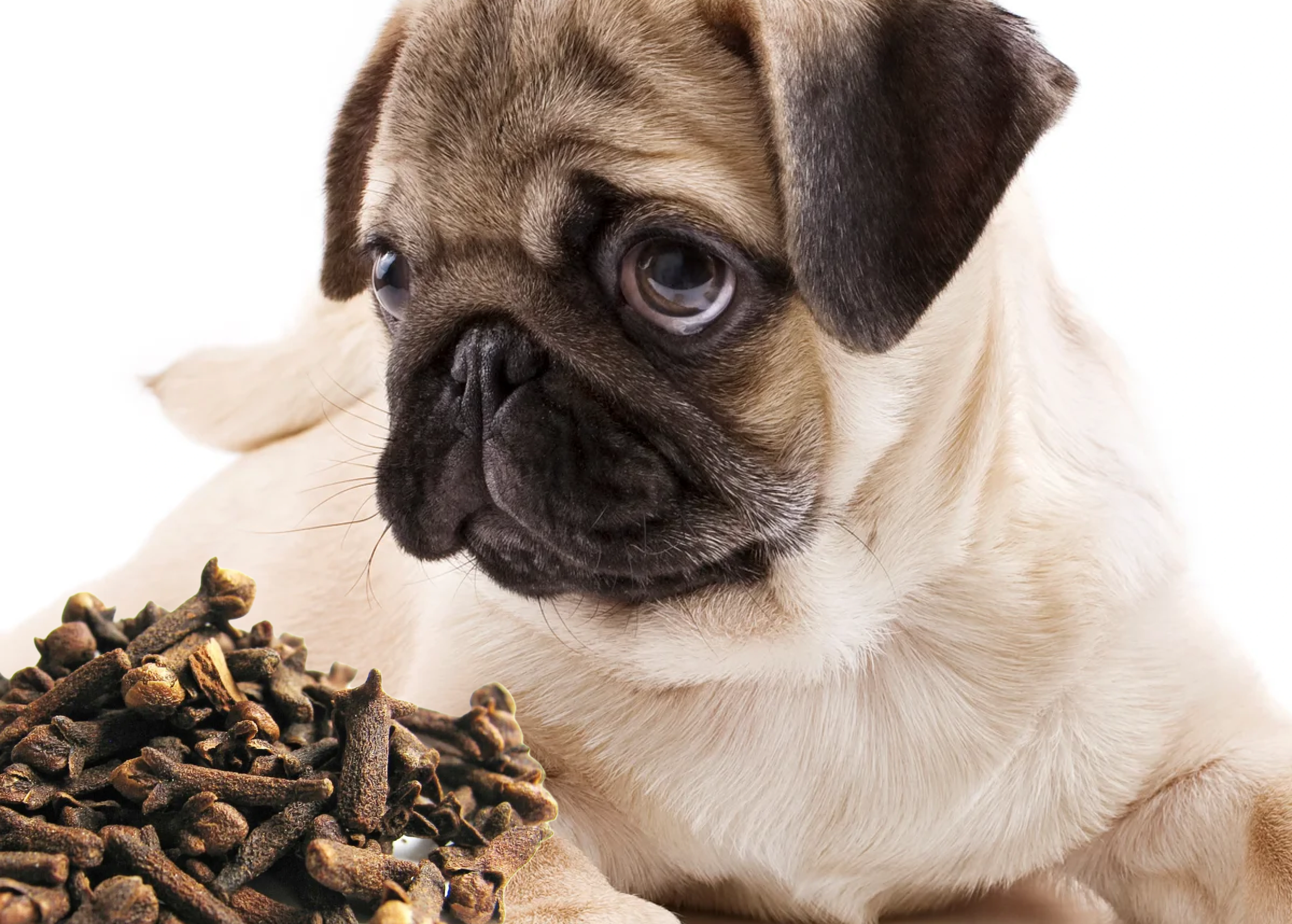 Can Dogs Have Cloves?