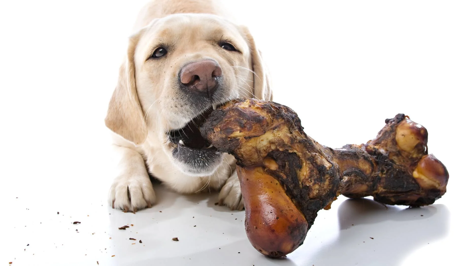 Can Dogs Have Cooked Rib Bones?
