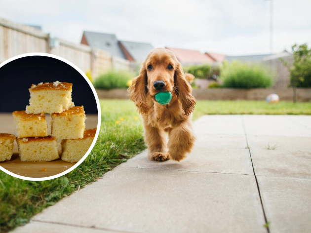 Can Dogs Have Cornbread?