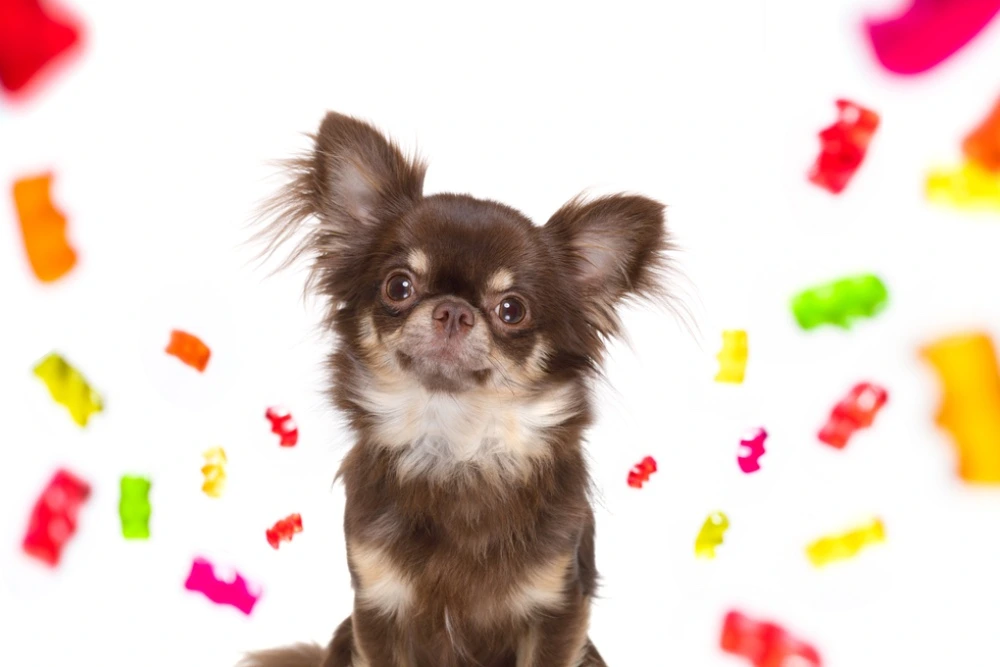 Can Dogs Have Gummy Bears?
