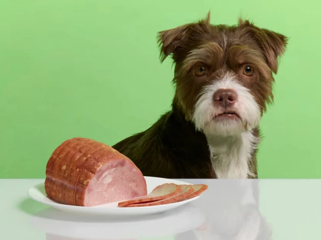 Can Dogs Have Ham?