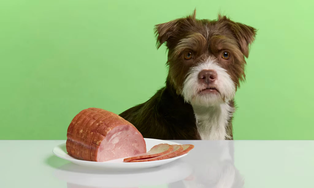Can Dogs Have Ham?