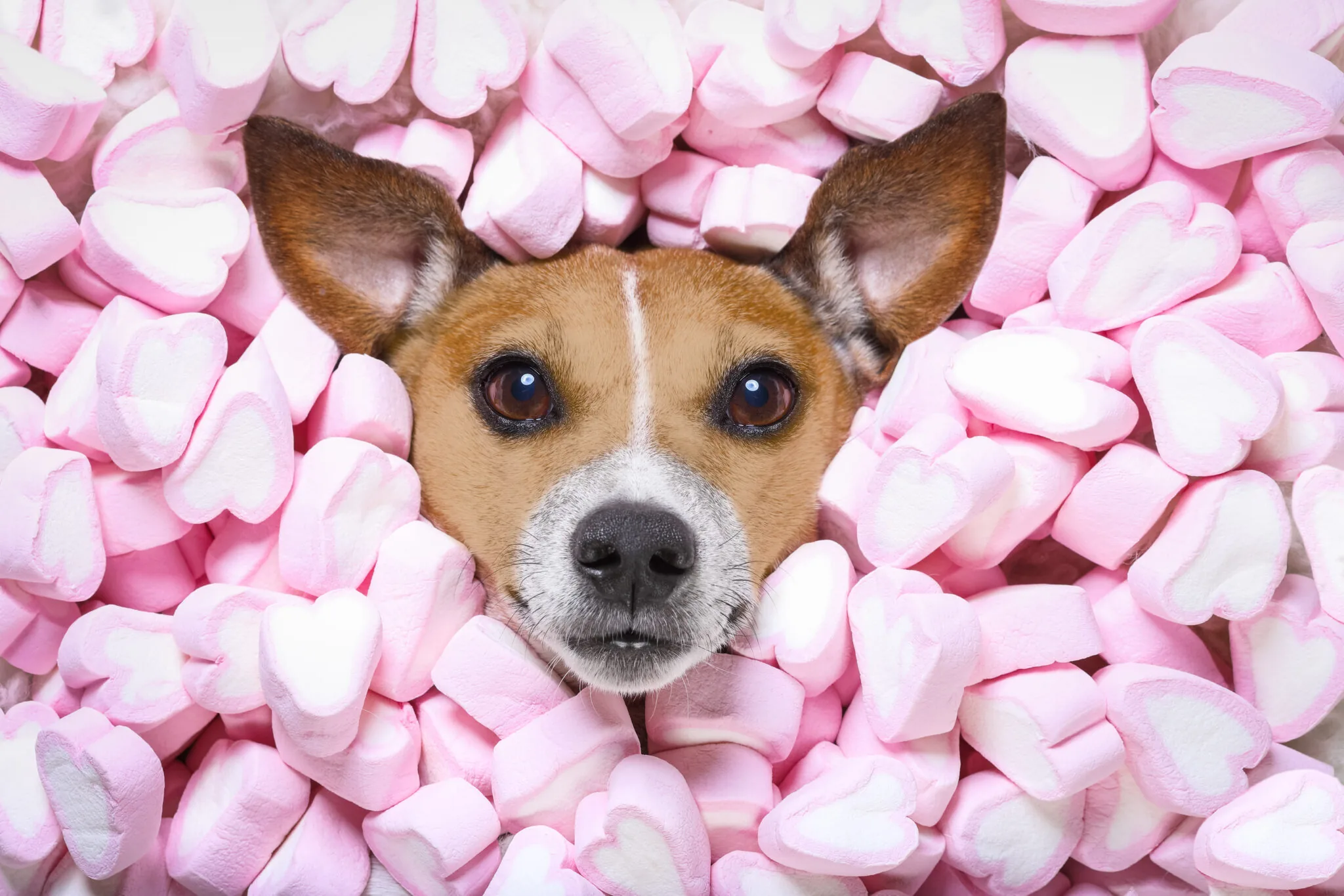 Can Dogs Have Marshmallows?