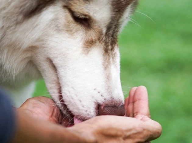 Can Dogs Have Nutmeg?