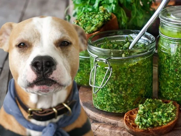 Can Dogs Have Pesto?