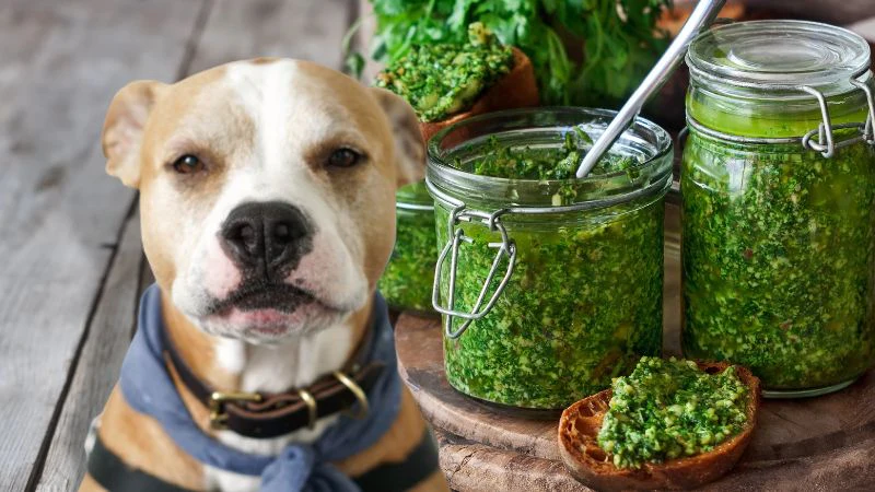 Can Dogs Have Pesto?