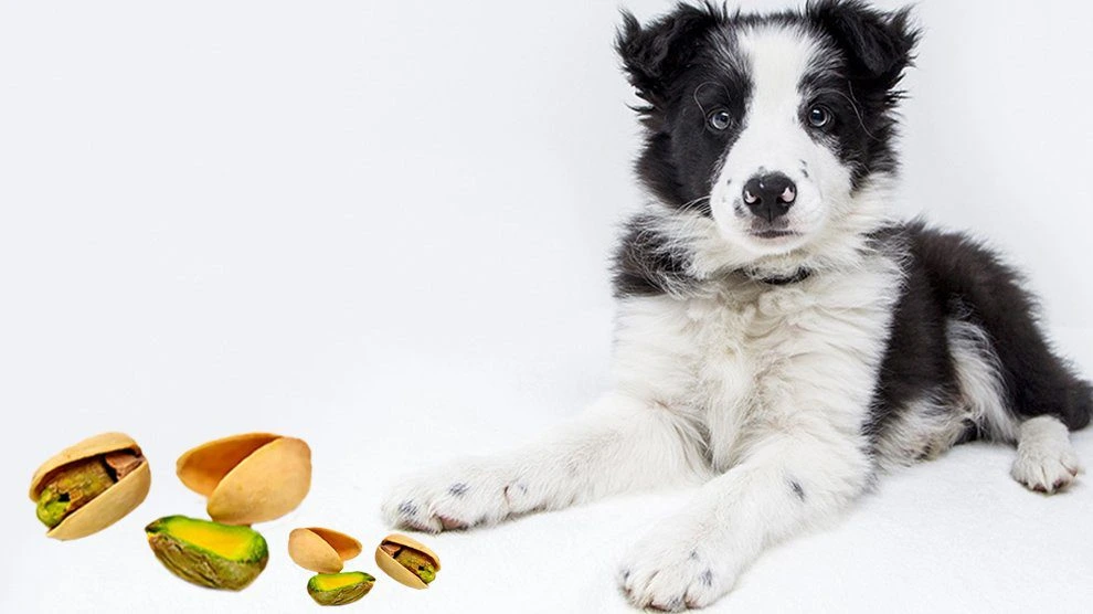 Can Dogs Have Pistachios?
