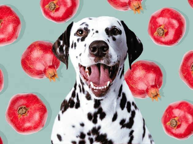 Can Dogs Have Pomegranate?