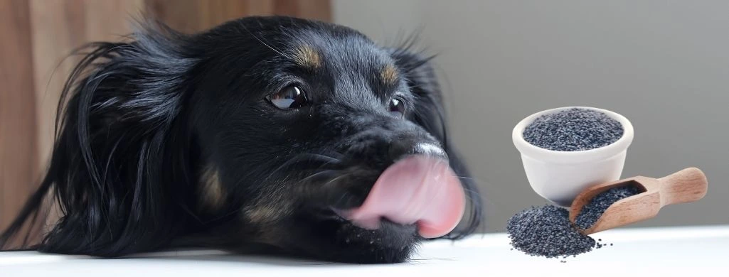 Can Dogs Have Poppy Seeds?