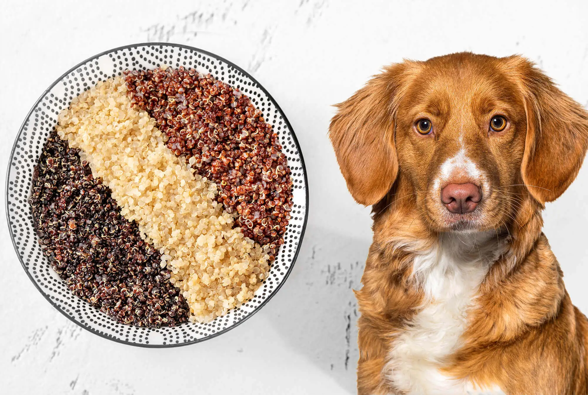 Can Dogs Have Quinoa?