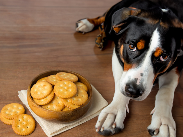 Can Dogs Have Ritz Crackers?