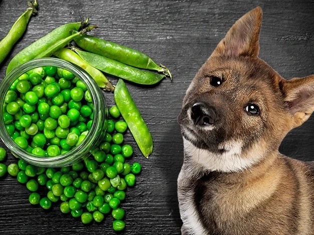 Can Dogs Have Snap Peas?