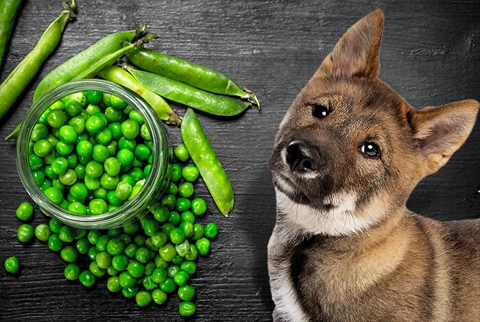 Can Dogs Have Snap Peas?