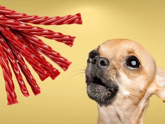 Can Dogs Have Twizzlers?