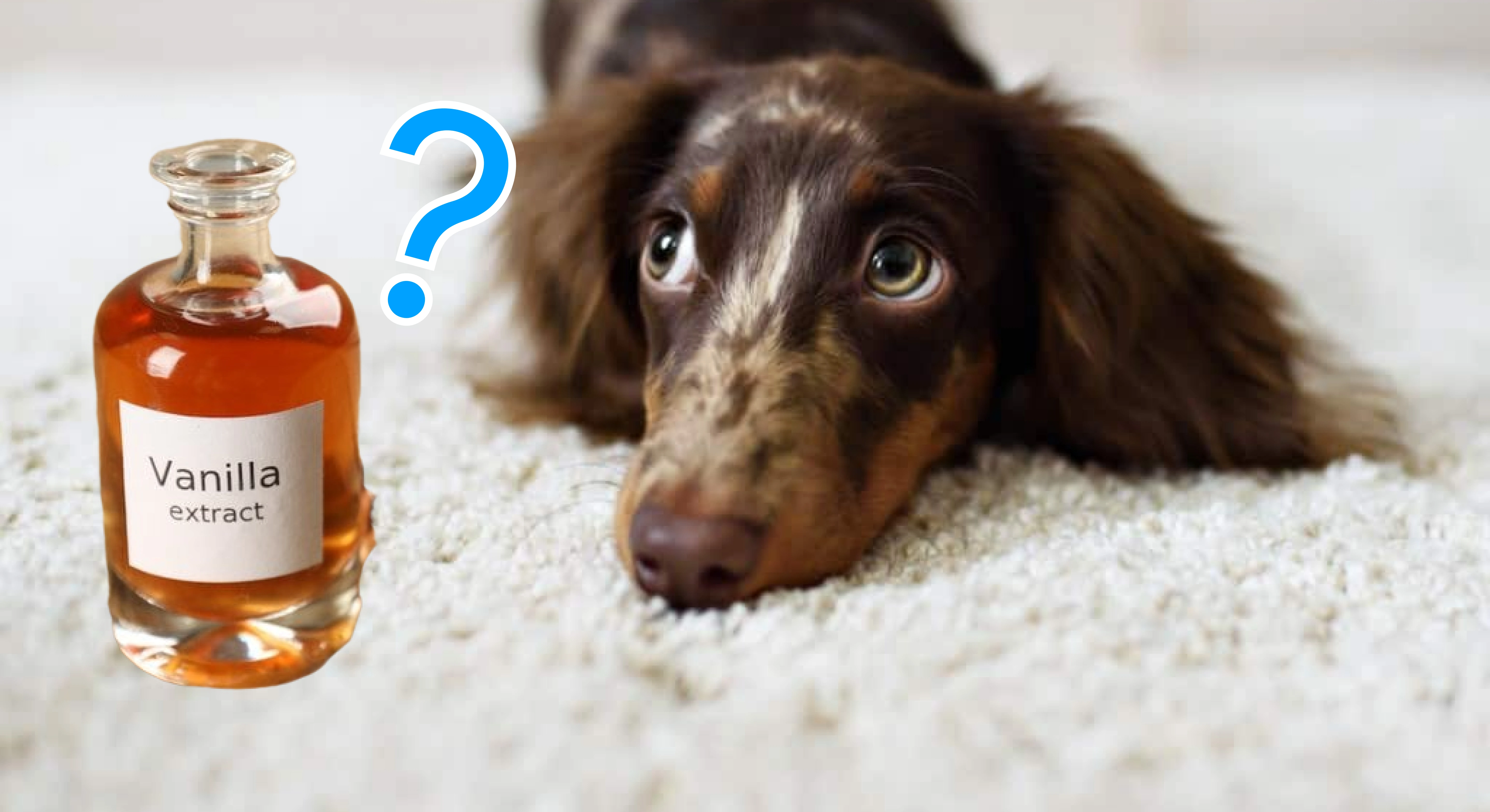Can Dogs Have Vanilla Extract?