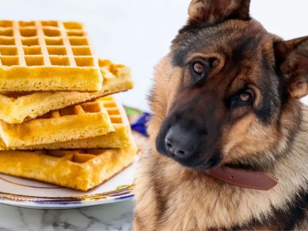 Can Dogs Have Waffles?