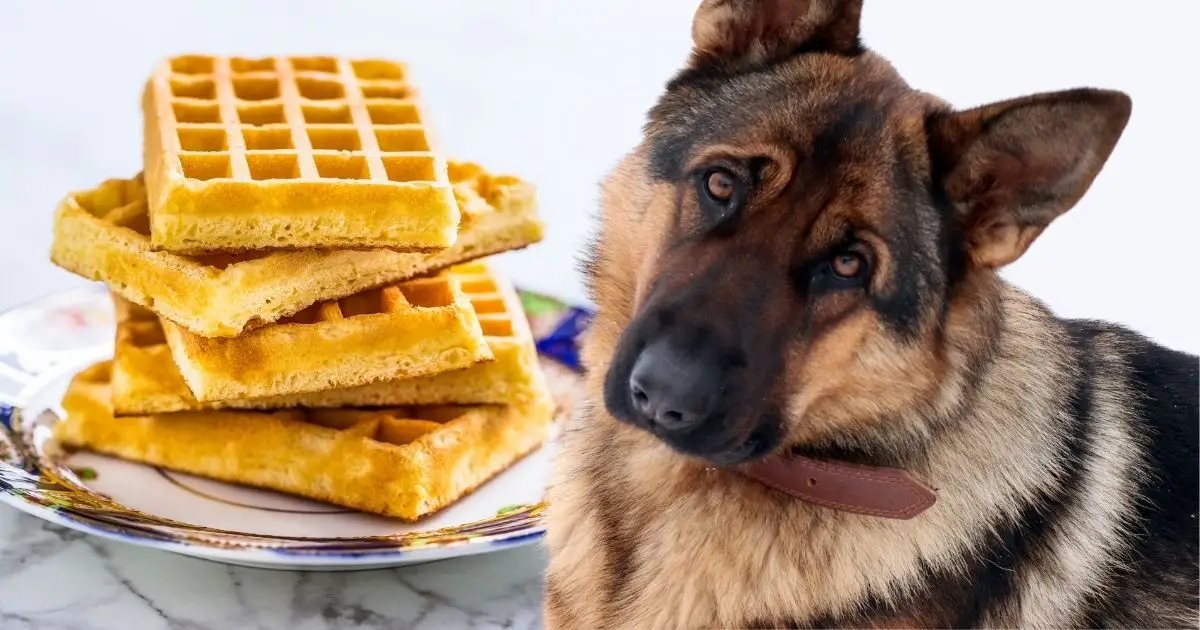 Can Dogs Have Waffles?