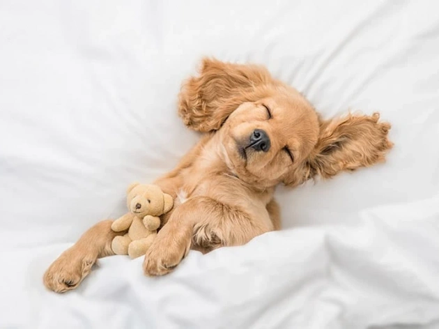 Can Dogs Pee in Their Sleep?