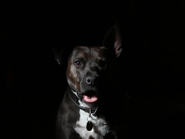 Can Dogs See in the Dark?