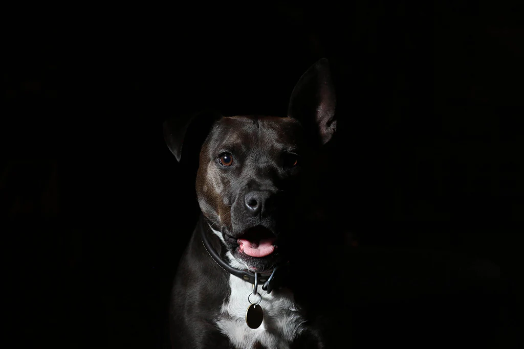 Can Dogs See in the Dark?
