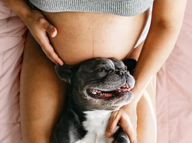 Can Dogs Sense Pregnancy?