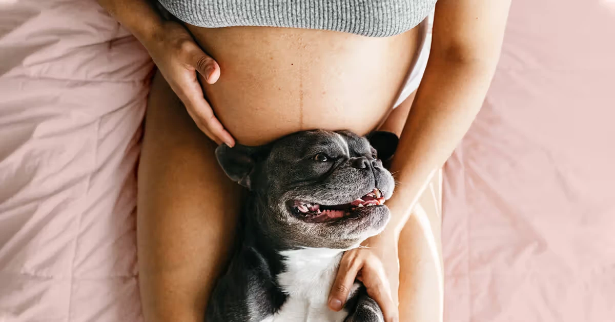 Can Dogs Sense Pregnancy?