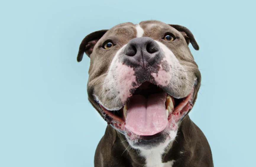 Can Dogs Smile?