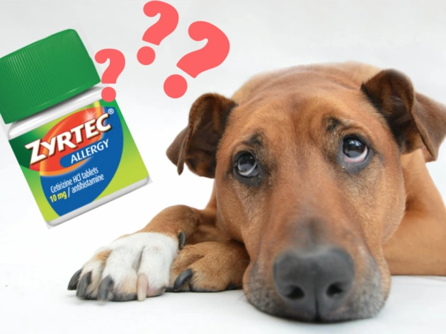 Can Dogs Take Zyrtec?
