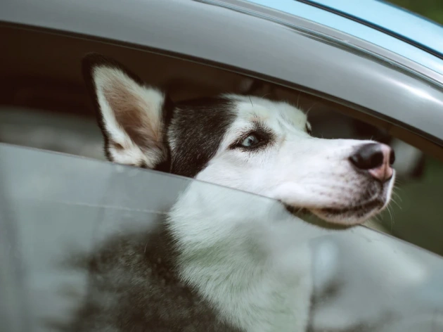 Can I Leave My Dog in the Car for 5 Minutes?