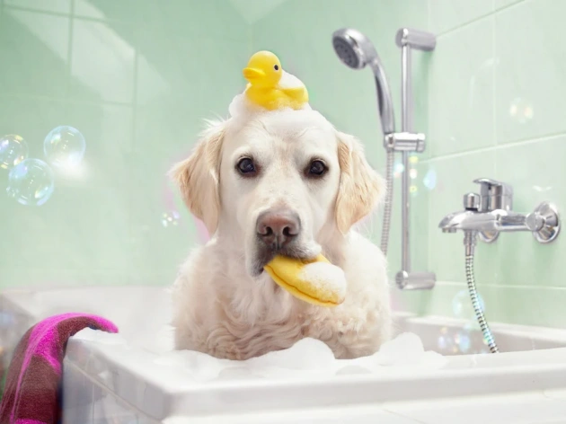 Can I Use Baby Shampoo on My Puppy?