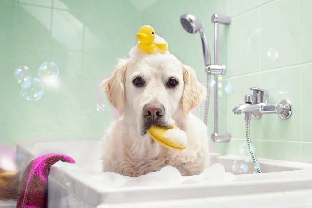 Can I Use Baby Shampoo on My Puppy?