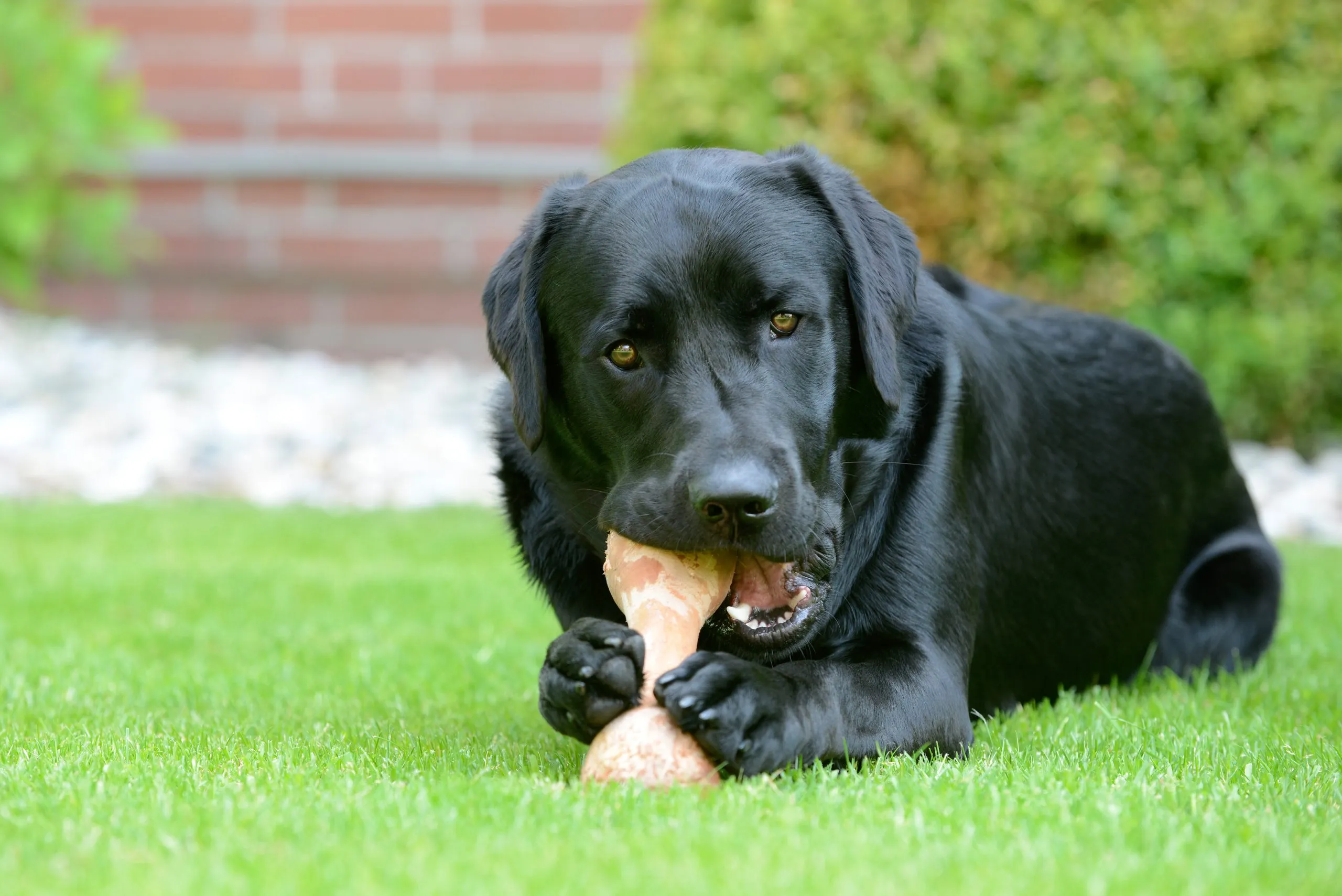 Can Rib Bones Kill a Dog?