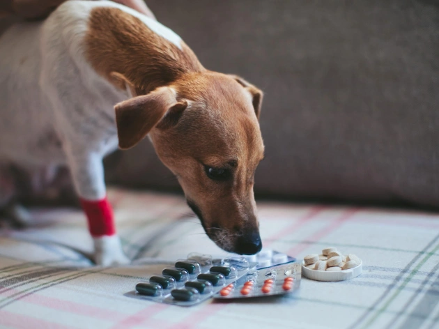 Can You Give Dogs Paracetamol?