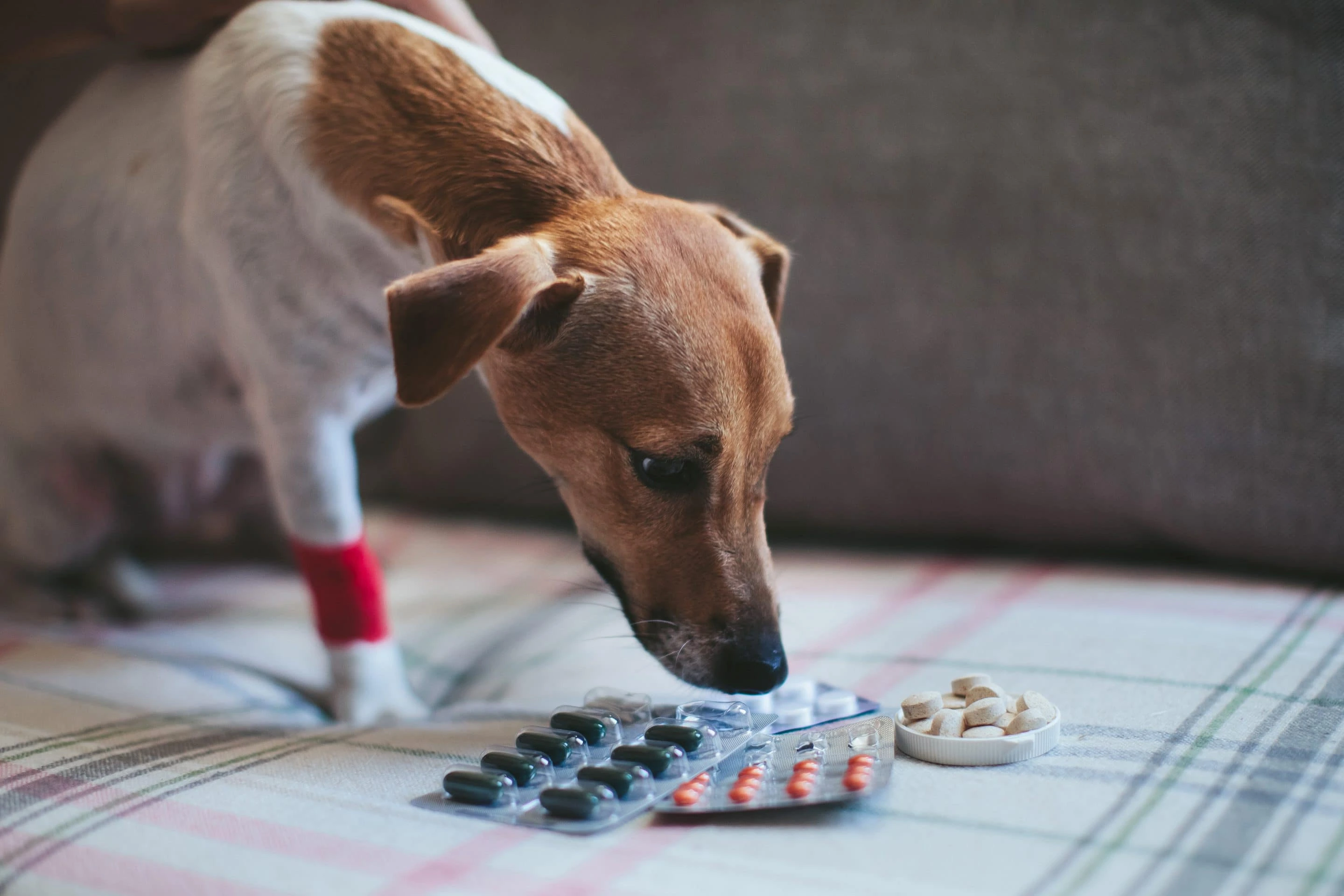 Can You Give Dogs Paracetamol?