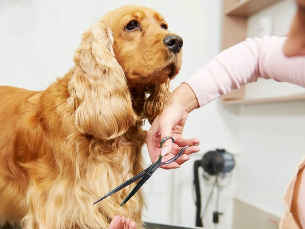 Can You Groom Your Own Dog?