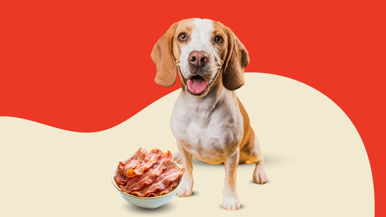 Can You Put Bacon Grease on Dog Food?