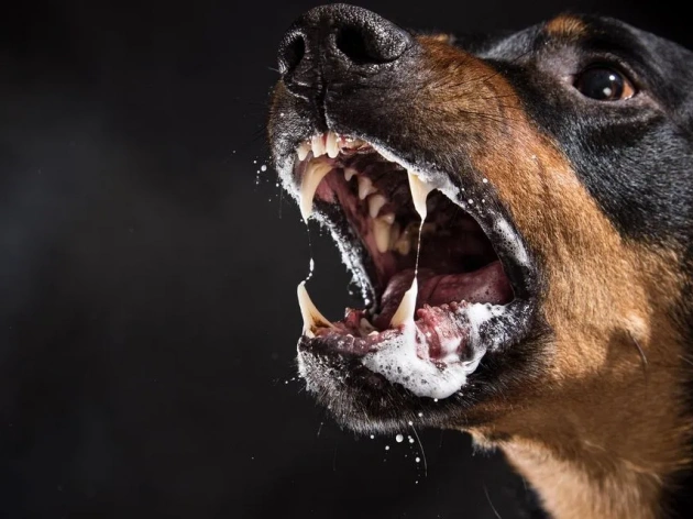 Dangerous Dog Breeds: What You Need to Know
