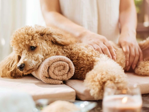 Do Dogs Like Massages?
