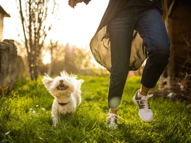Dog And Human Relationship Facts