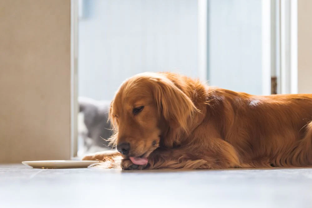 Dog Licking Paws: Causes, Solutions, and When to Worry