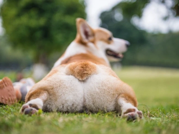Dog’s Anal Glands: Common Problems & Treatment