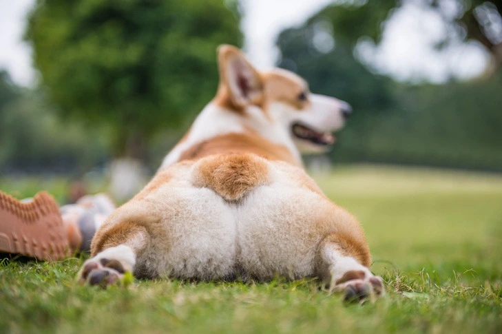 Dog’s Anal Glands: Common Problems & Treatment