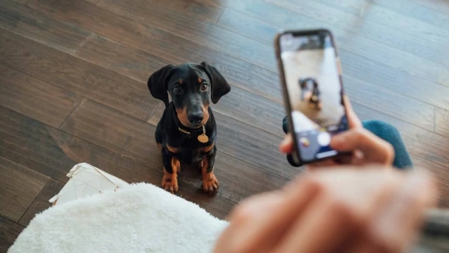 Dogs for Sale in Ireland: What to Avoid When Buying a Dog